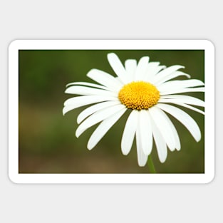 Delicate blossoming garden daisy, flower photography Sticker